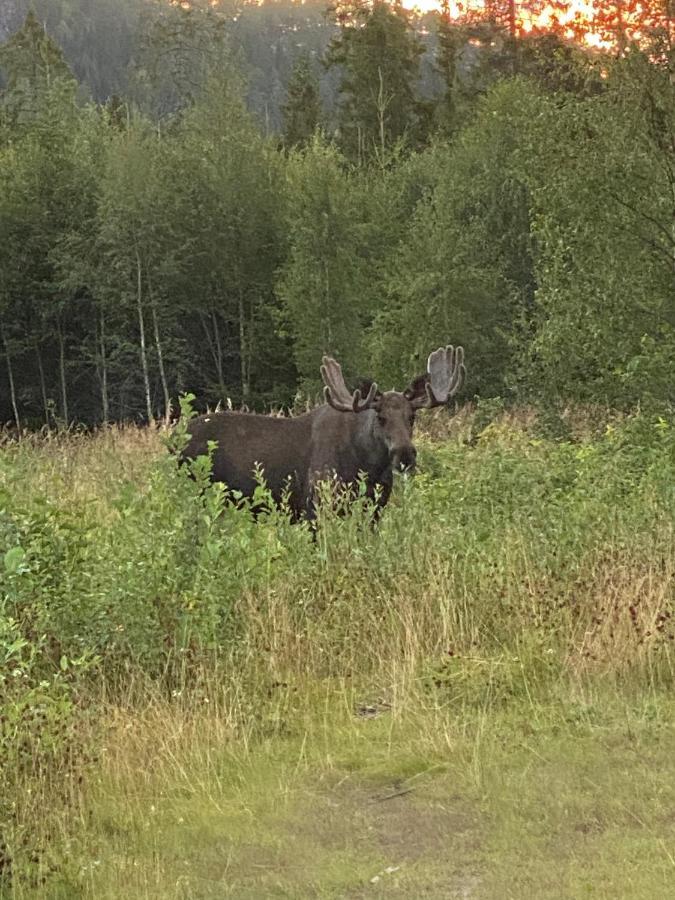 Fjellstad Gard - 2 Minutes From E6 And 5 Minutes Drive From Steinkjer City 빌라 외부 사진
