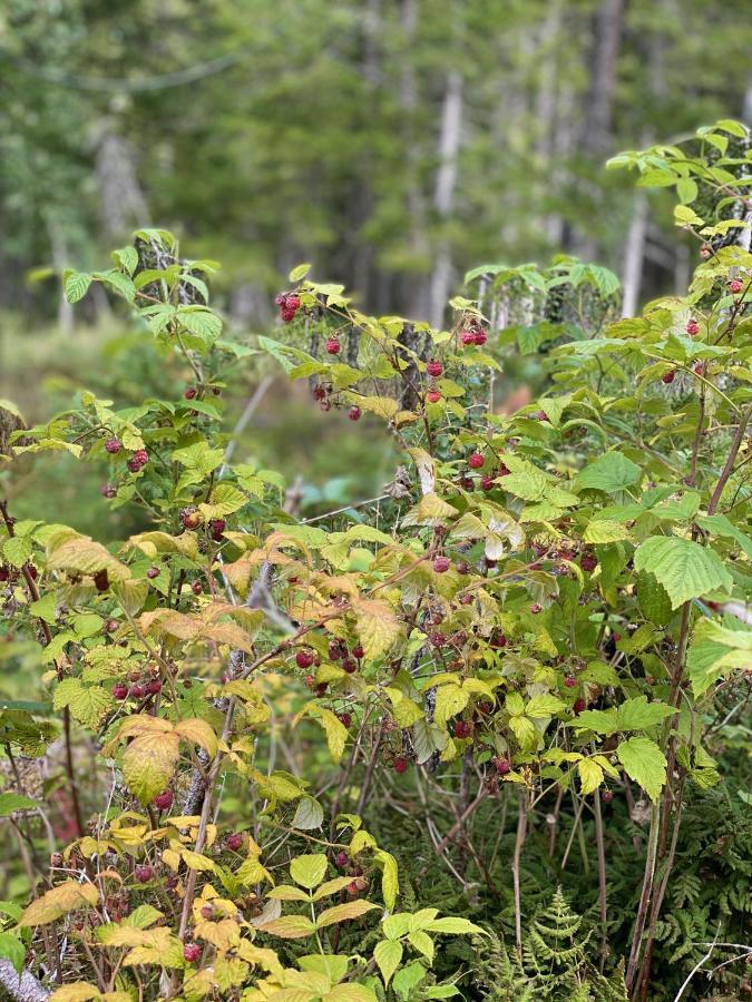Fjellstad Gard - 2 Minutes From E6 And 5 Minutes Drive From Steinkjer City 빌라 외부 사진